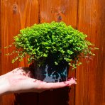 Rodinné šťastie (Soleirolia soleirolii) ´AUREA´ - výška 5-10 cm, ⌀ 15-20 cm, kont. C1L